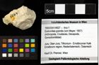 Foto (Objekt + Etiketten) von Eodromites grandis (von Meyer, 1857) 